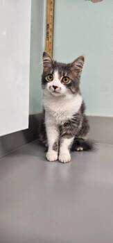 Angel -  Domestic Long Hair Cat for Adoption in Athens, Tennessee - Angel | PetCurious