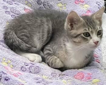 Finn -  Domestic Short Hair Cat for Adoption in Oviedo, Florida - Finn | PetCurious
