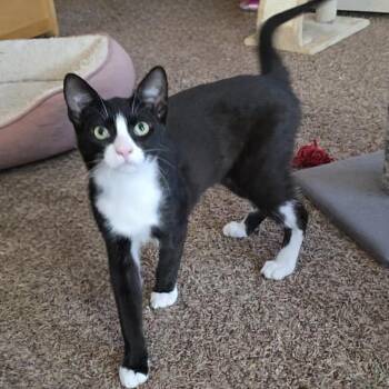 Domestic Short Hair Cats Available for Adoption in Buffalo, New York - Marlin | PetCurious