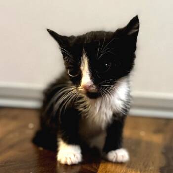 Rescue Domestic Short Hair and Domestic Medium Hair Cats for Adoption in Long Beach, California - Dora | PetCurious