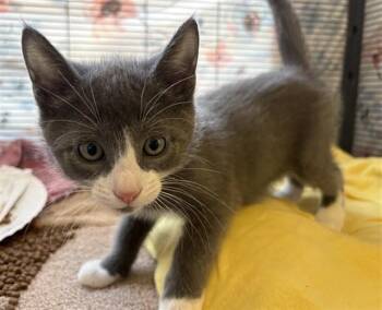 SWIPER -  Domestic Short Hair Cat Available for Adoption in Rancho Cucamonga, California - SWIPER | PetCurious