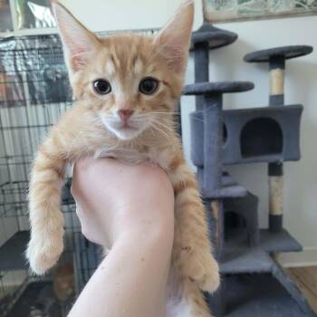 Zeus Knight -  Domestic Short Hair Cat for Adoption in Eagle Mountain, Utah - Zeus Knight | PetCurious