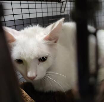 Domestic Short Hair Cats Available for Adoption in San Antonio, Texas - BURRATA | PetCurious