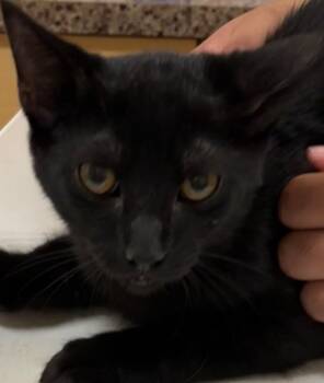 Rescue Domestic Short Hair Cats for Adoption in Elizabethton, Tennessee - OLIVER | PetCurious