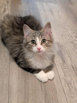 Domestic Long Hair Cats Available for Adoption - Clark Griswold | PetCurious