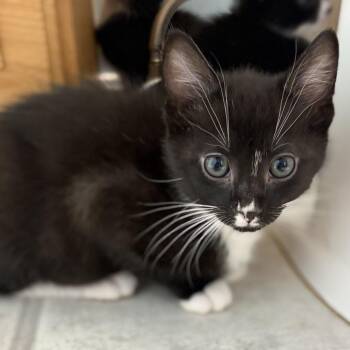 Domestic Short Hair Cats Available for Adoption in Bel Air, Maryland - Peppercorn | PetCurious