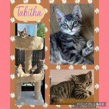 Tabitha -  Domestic Short Hair Cat for Adoption in Orangevale, California - Tabitha | PetCurious