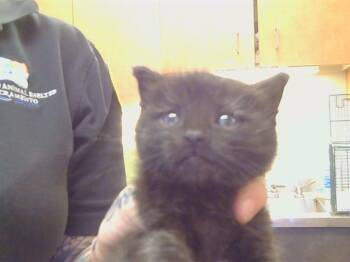 TRINKET -  Domestic Short Hair Cat for Adoption in Sacramento, California - TRINKET | PetCurious