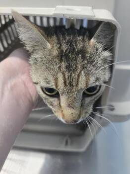 Delight -  Domestic Short Hair Cat for Adoption in Evansville, Indiana - Delight | PetCurious