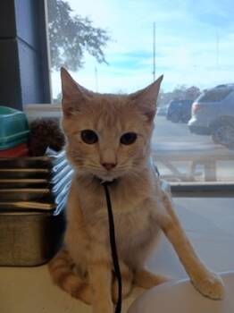 Rescue Domestic Short Hair Cats for Adoption in Moultrie, Georgia - Alvin | PetCurious