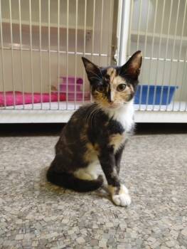Rescue Calico Cats for Adoption in Memphis, Tennessee - Venus | PetCurious