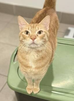 Chester -  Domestic Short Hair Cat for Adoption in Houston, Texas - Chester | PetCurious