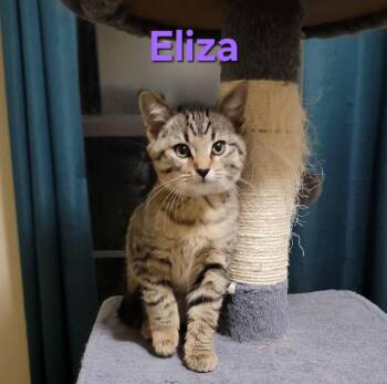 Rescue Domestic Short Hair Cats for Adoption in Hendersonville, Tennessee - Eliza - Shy & Loving | PetCurious