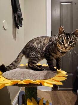 Gilbert -  Tabby Cat for Adoption in Freeland, Michigan - Gilbert | PetCurious