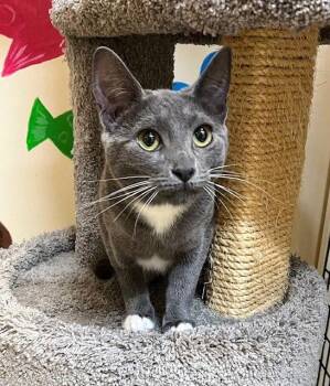 Domestic Short Hair Cats Available for Adoption - Kitten Appletini | PetCurious