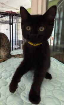 Lucy -  Domestic Short Hair Cat for Adoption in Lemoore, California - Lucy | PetCurious