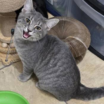 Marilyn -  Domestic Short Hair Cat for Adoption in Litchfield Park, Arizona - Marilyn | PetCurious