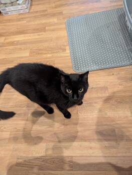 Chicky -  Domestic Medium Hair Cat for Adoption in Derry, New Hampshire - Chicky | PetCurious