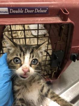 Rescue Domestic Short Hair Cats for Adoption in Long Beach, California - COCO | PetCurious