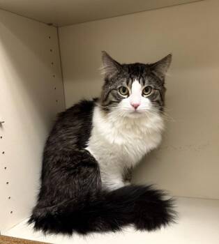Domestic Medium Hair Cats Available for Adoption - Moon (MUST BE ADOPTED WITH BLOOM) | PetCurious