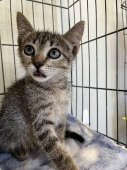 Magnolia -  Domestic Short Hair Cat for Adoption in Baton Rouge, Louisiana - Magnolia | PetCurious