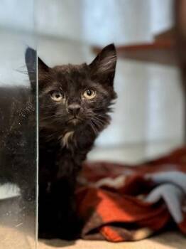 Mint Chip -  Domestic Medium Hair and Domestic Short Hair Cat for Adoption - Mint Chip | PetCurious