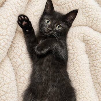 Edison JT 0426 -  Domestic Short Hair Cat for Adoption - Edison JT 0426 | PetCurious