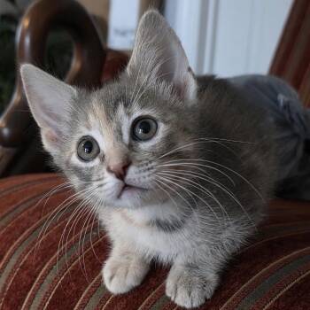 Domestic Short Hair Cats Available for Adoption in Normal, Illinois - Daisy | PetCurious