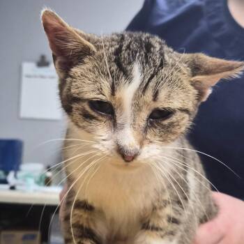 Domestic Short Hair Cats Available for Adoption - Cricket | PetCurious