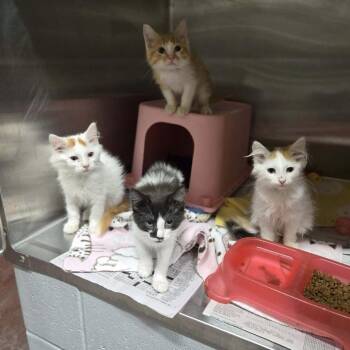 Bubly -  Domestic Medium Hair Cat for Adoption in Madison, Wisconsin - Bubly | PetCurious