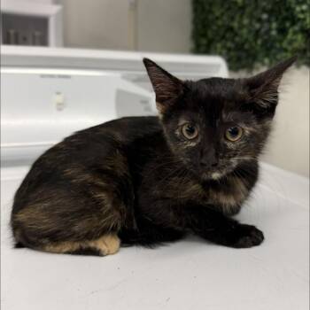 Rosetta -  Domestic Short Hair Cat for Adoption in Buffalo, Minnesota - Rosetta | PetCurious