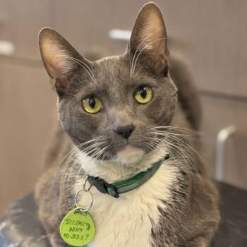 Rescue Domestic Short Hair Cats for Adoption in Tucson, Arizona - Iceberg | PetCurious