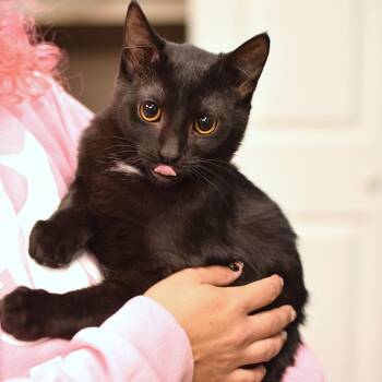 Freddy -  Domestic Short Hair Cat for Adoption in Belleville, Illinois - Freddy | PetCurious