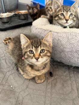 Fern -  Domestic Short Hair Cat for Adoption in Wayland, Michigan - Fern | PetCurious