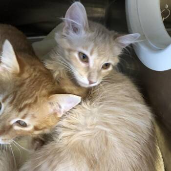 Kimiko -  Domestic Short Hair Cat for Adoption in Oak Park, Illinois - Kimiko | PetCurious