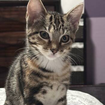 Rescue Domestic Short Hair Cats for Adoption in Midlothian, Texas - 25N Sparrow | PetCurious