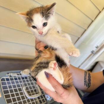 Anna kitten 2 -  Domestic Short Hair Cat Available for Adoption in Parrish, Alabama - Anna Kitten 2 | PetCurious