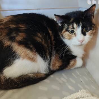 Chrissy -  Domestic Short Hair Cat for Adoption in Bentonville, Arkansas - Chrissy | PetCurious