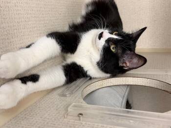 Domestic Short Hair Cats Available for Adoption - Omar And Otto | PetCurious
