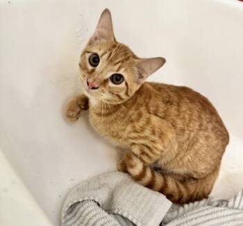 Raiku (pre adopt) -  Domestic Short Hair Cat for Adoption in Fort Worth, Texas - Raiku (pre Adopt) | PetCurious