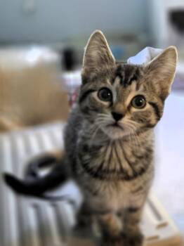 Hillary -  Domestic Short Hair Cat for Adoption in Herndon, Virginia - Hillary | PetCurious