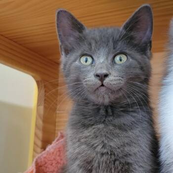 Domestic Short Hair Cats Available for Adoption - Dante | PetCurious