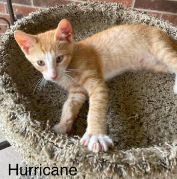 Hurricane -  Domestic Short Hair Cat for Adoption in Magnolia, Texas - Hurricane | PetCurious