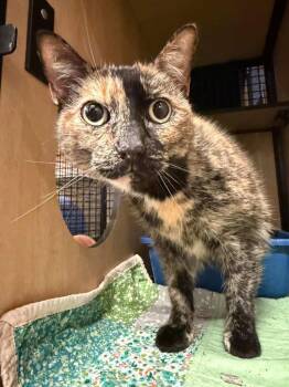 Domestic Short Hair Cats Available for Adoption - Amber | PetCurious