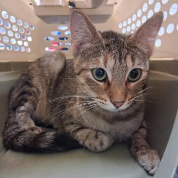 Persimmon -  Domestic Short Hair Cat for Adoption in Lufkin, Texas - Persimmon | PetCurious