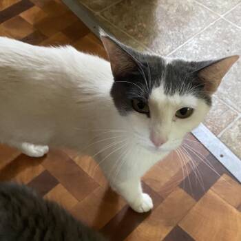 Louize -  Domestic Short Hair Cat for Adoption in Bismarck, North Dakota - Louize | PetCurious