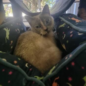 Aisling -  Siamese and Domestic Short Hair Cat for Adoption in Lynchburg, Virginia - Aisling | PetCurious