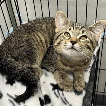 Bobcat -  Domestic Short Hair Cat for Adoption in Buffalo, New York - Bobcat | PetCurious