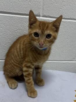 TATE -  Domestic Short Hair Cat for Adoption - TATE | PetCurious