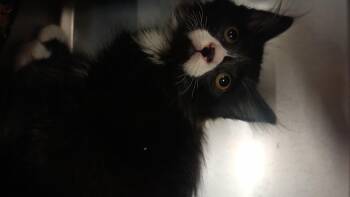 Domestic Long Hair Cats Available for Adoption in Wasilla, Alaska - Morphine | PetCurious